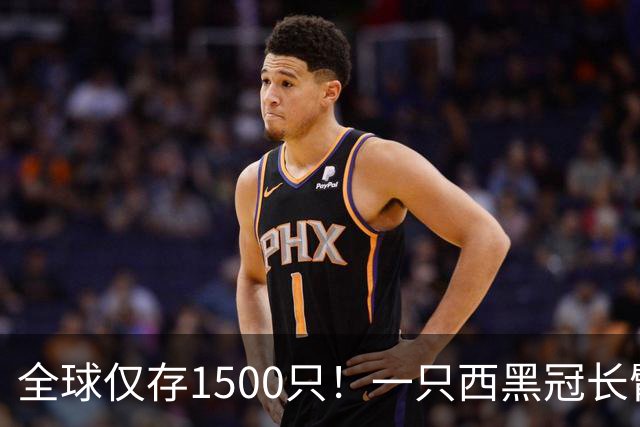 全球仅存1500只！一只西黑冠长臂猿现身哀牢山金山丫口，面对游客镜头毫不露怯成“网红”